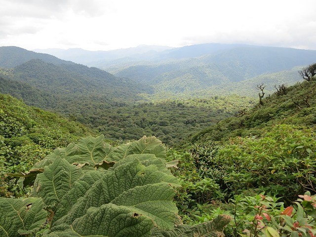 Regenwald Monteverde Costa Rica