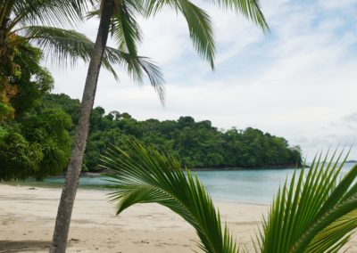 Palmen Isla Coiba Panama