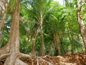 Palmen im Nationalpark Chiriqui_Panama Reise