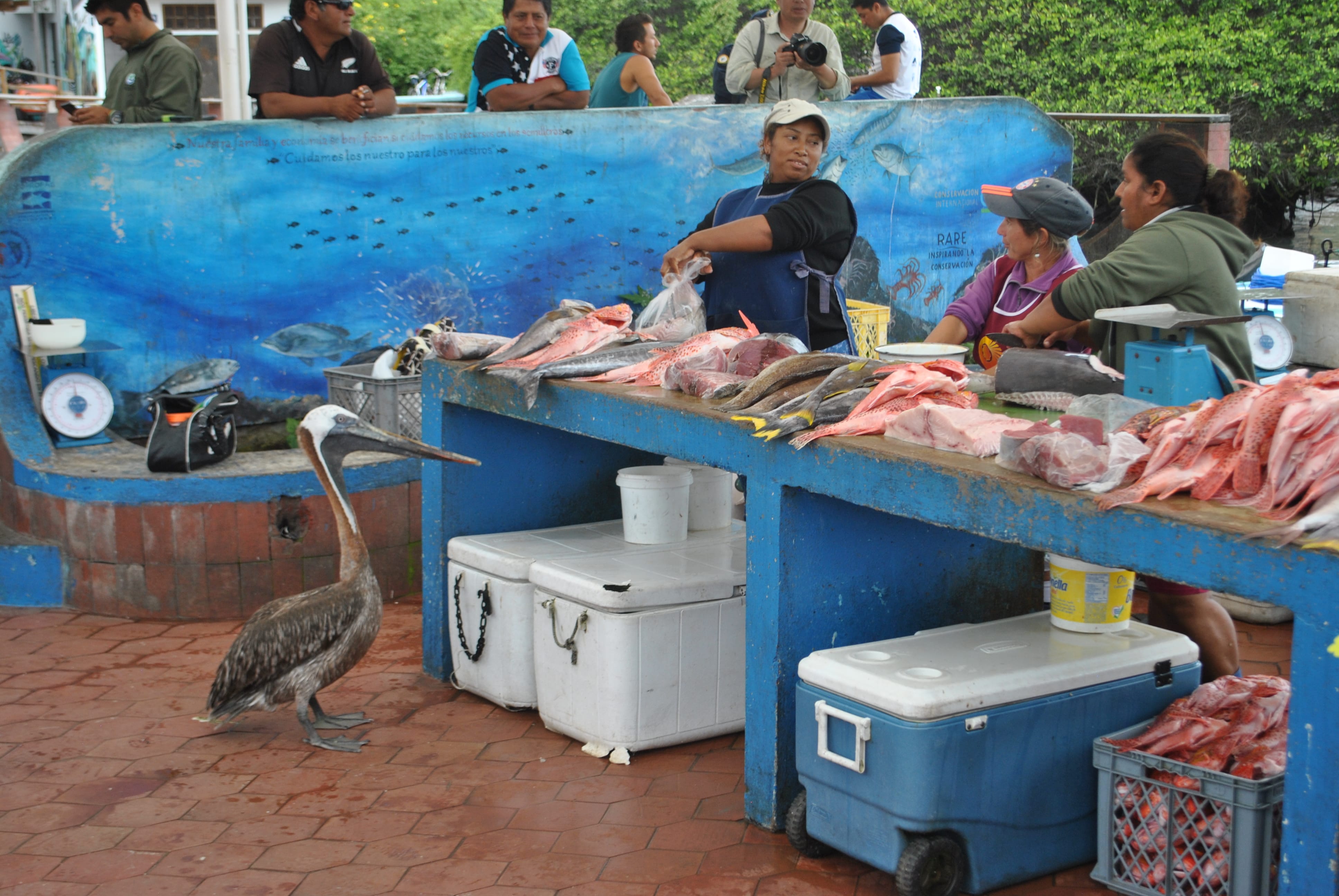 Galapagos Rundreise Ayora Fischmarkt