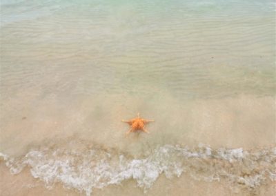 Seestern Starfish Beach Bocas del Toro