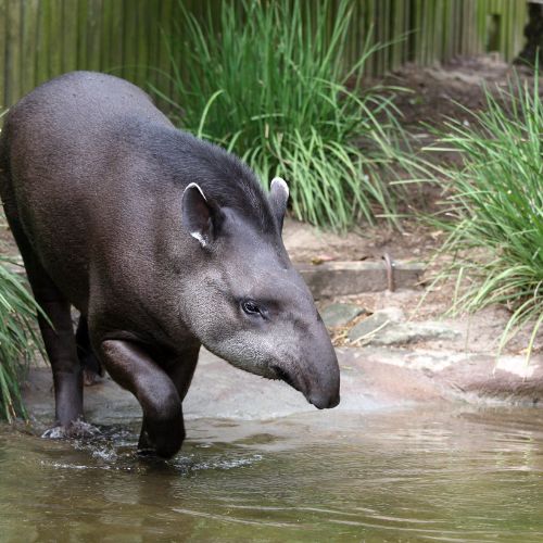 Canva Bilder für Otto Tours Mythos Amazonas Tapir