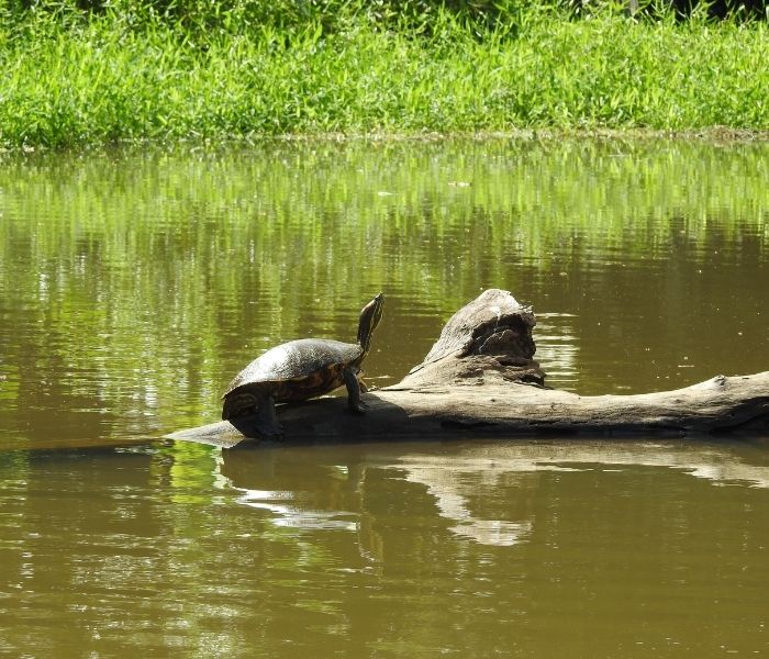 Costa Rica Tortuguero Schildkröte