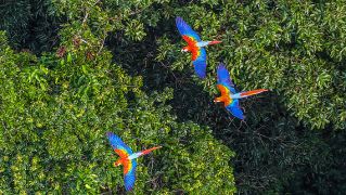 Amazonas Papageien otto tours mythos amazonas