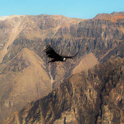 Kondor Colca Canyon Reise Peru Bolivien Chile